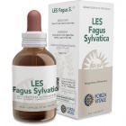 Fagus Sylvatica Beech 50 ml