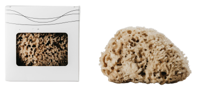 Mediterranean Sea Body Sponge